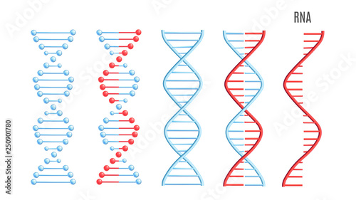 Vector DNA RNA molecule helix spiral genetic code photo