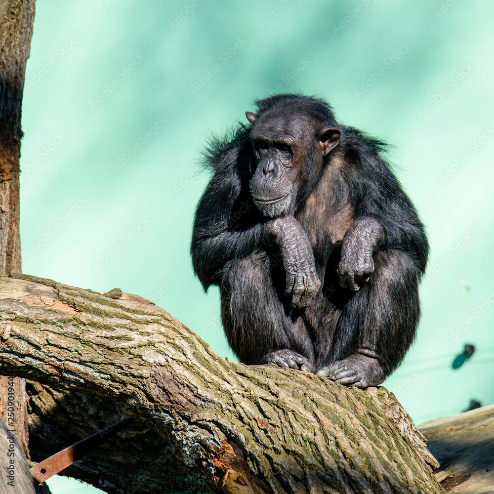 A Chimpanzee (Pan Troglodytes) in A Zoo Enclosure