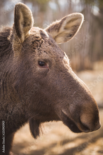Closeup of the head of an elk with brown fur in the forest reserve. A huge elk with big kind eyes is waiting for visitors. © goodmoments