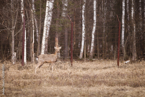 Young roe deer walks through the reserve, against the background of a fence and forest © goodmoments