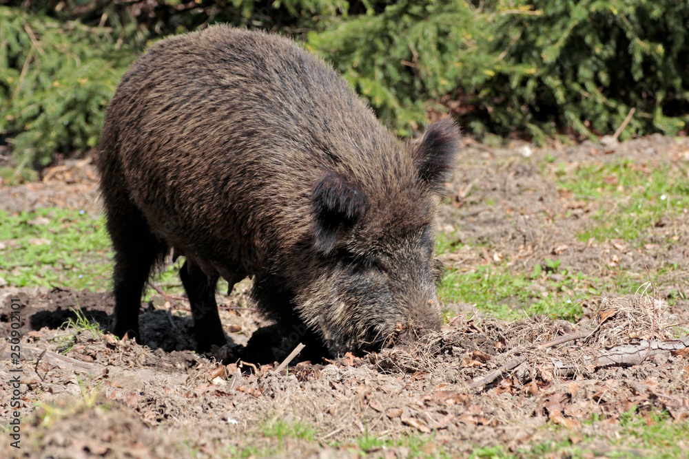 Wildschwein gräbt Wildschwein gräbt