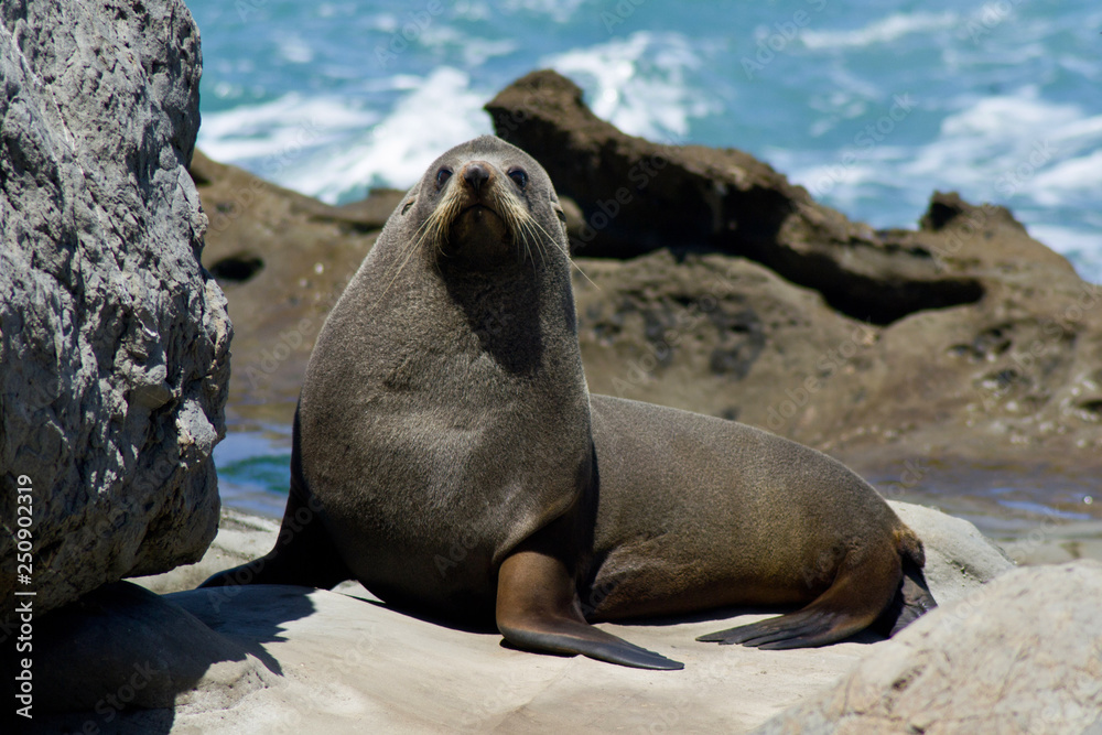 Fototapeta premium Wild animals in nature/wildlife concept. Portrait of cute seal laying/sitting on rock by the sea on the beach. Animal in natural environment. Kaikoura, New Zealand, South Island