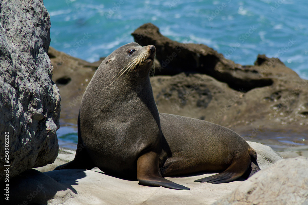 Fototapeta premium Wild animals in nature/wildlife concept. Portrait of cute seal laying/sitting on rock by the sea on the beach. Animal in natural environment. Kaikoura, New Zealand, South Island