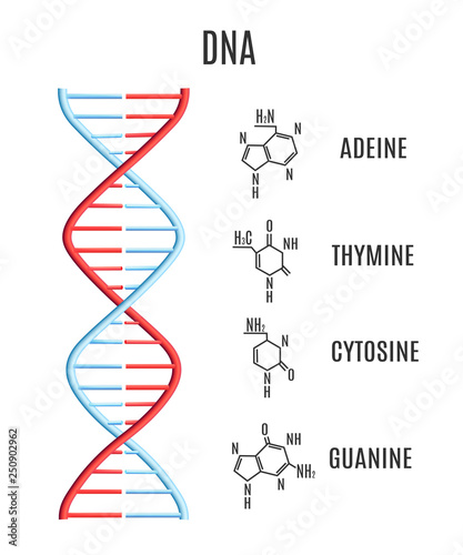 Vector DNA molecule helix spiral genetic code