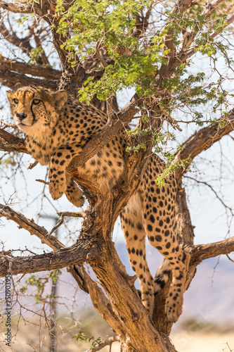 Cheetah in a tree (Acinonyx jubatus)