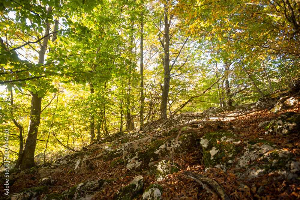 Trees in autumn season background. Autumn lansdscape Trees in autumn season background. Autumn lansdscape