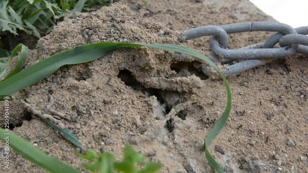 Insects Ants running around near the hole in the ground, close up selective focus.