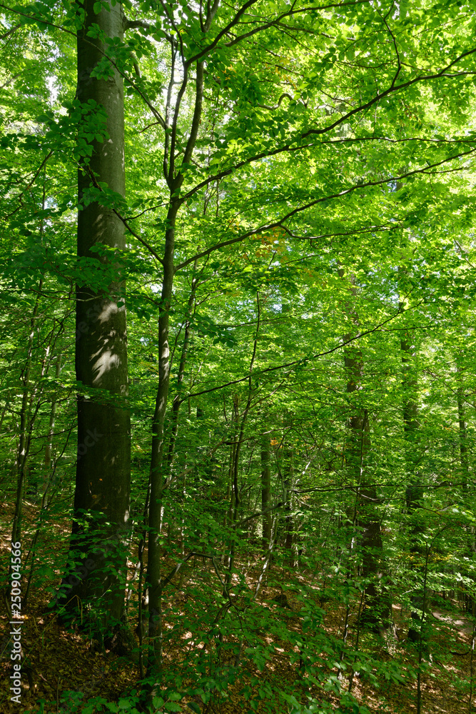 Wald aus Rotbuche, Schellerhau, Sachsen, Deutschland