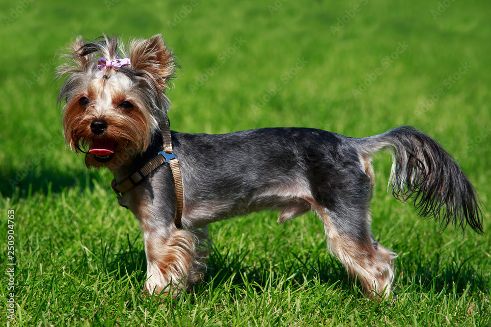 Dog breed Yorkshire Terrier Dog breed Yorkshire Terrier