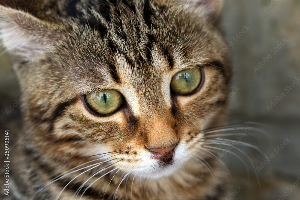 Macro photo of a green-eyed striped cat looking past the camera lens into the distance