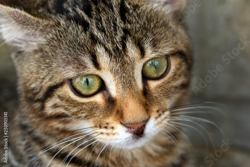 Macro photo of a green-eyed striped cat looking past the camera lens into the distance