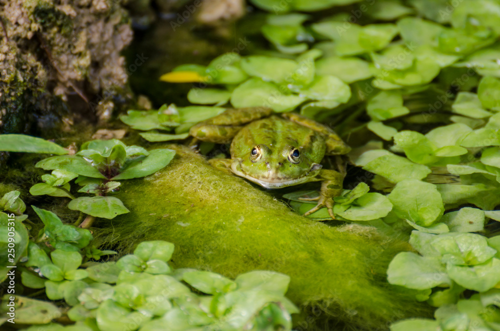 Obraz premium frog in pond