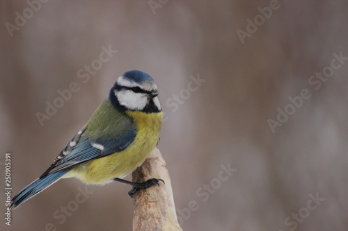 Blue tit