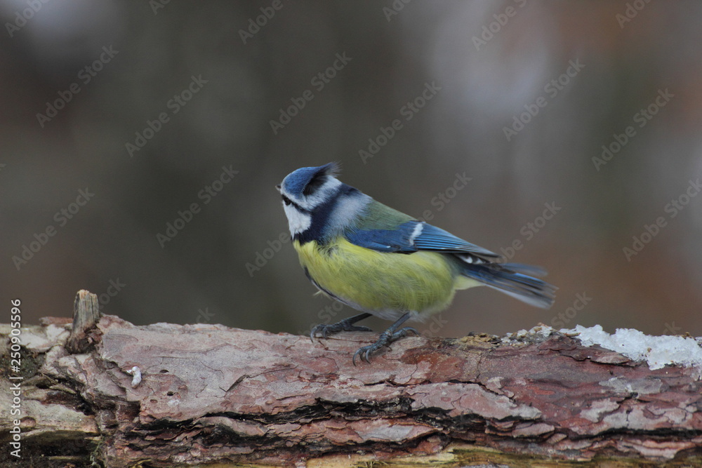 Obraz premium Blue tit