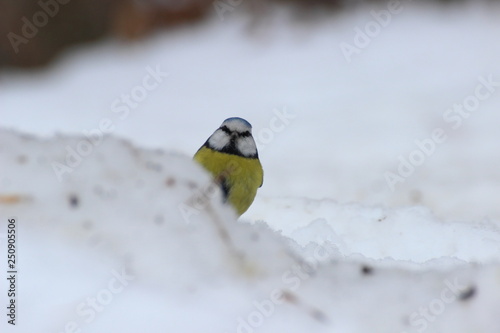 Blue tit looking
