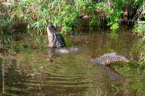 Male Alligator bellowing