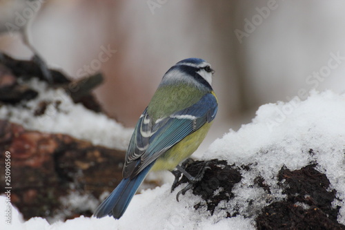 Blue tit