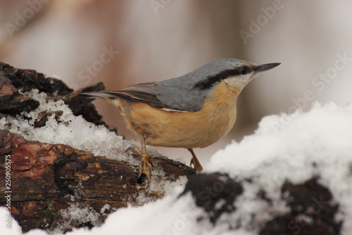 Eurasian Nuthatch