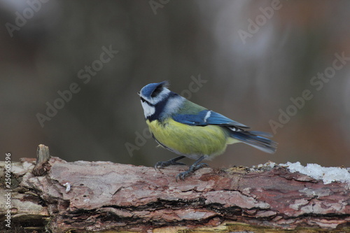 Blue tit