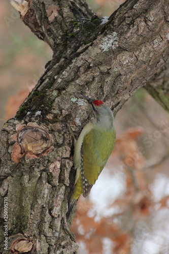 Grey-headed woodpecker