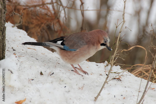Jay