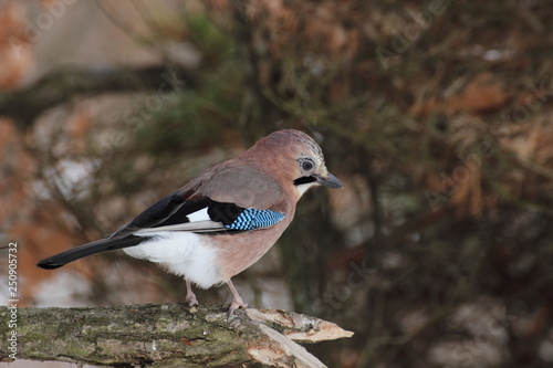Jay
