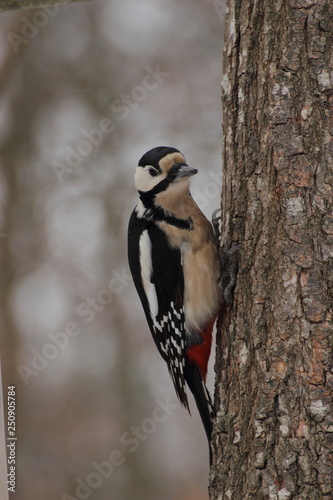 woodpecker on tree