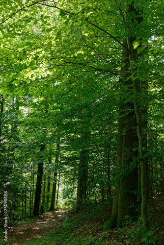 Fototapeta Naklejka Na Ścianę i Meble -  Wald aus Rotbuche, Schellerhau, Sachsen, Deutschland