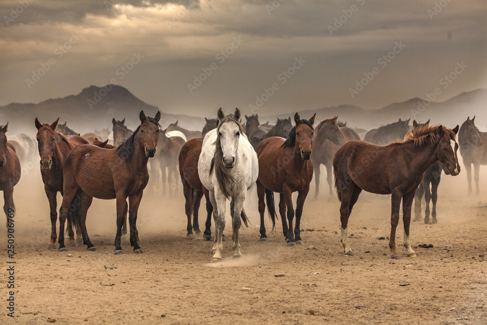 Fototapeta premium the old horses run out of dust in smoke, be different