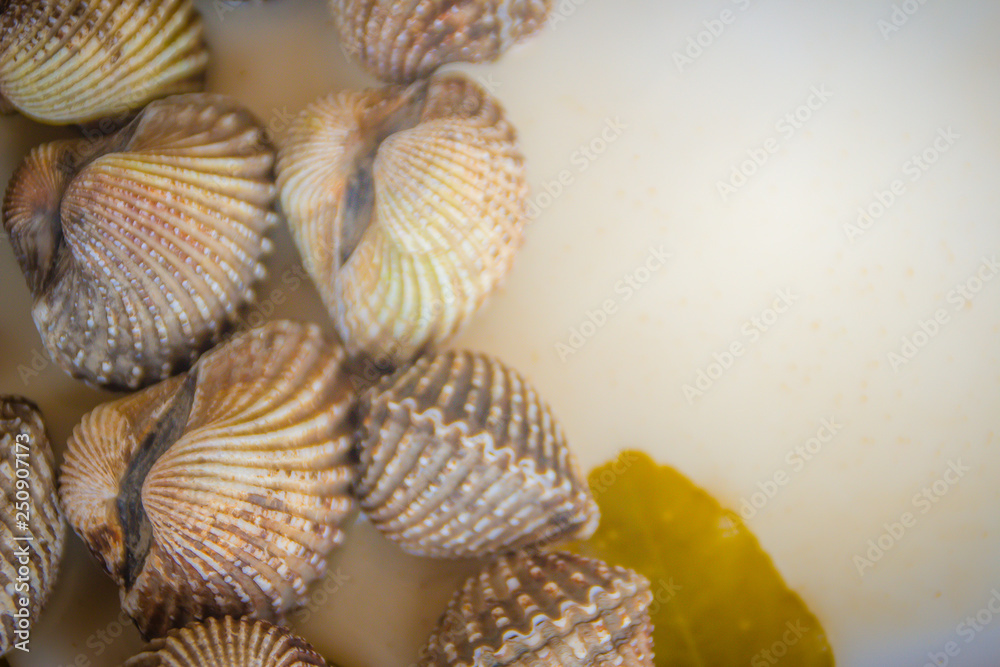 Boiled blood clams on white dish with copy space for your text. Steamed cockles frame with copy space. Blood cockles or blood clams (Tegillarca granosa) background for seafood concept. Boiled blood clams on white dish with copy space for your text. Steamed cockles frame with copy space. Blood cockles or blood clams (Tegillarca granosa) background for seafood concept.