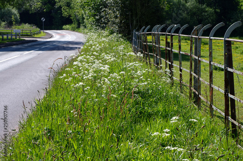 Grassy road verge