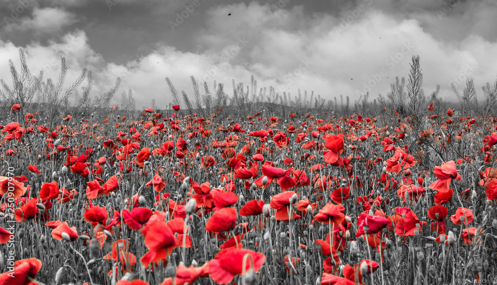 Field of red poppies  - obrazy, fototapety, plakaty 