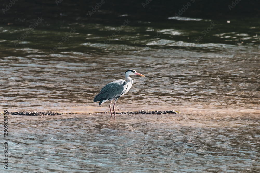Grey heron (ardea cinerea) hunting fish in shallow water Grey heron (ardea cinerea) hunting fish in shallow water