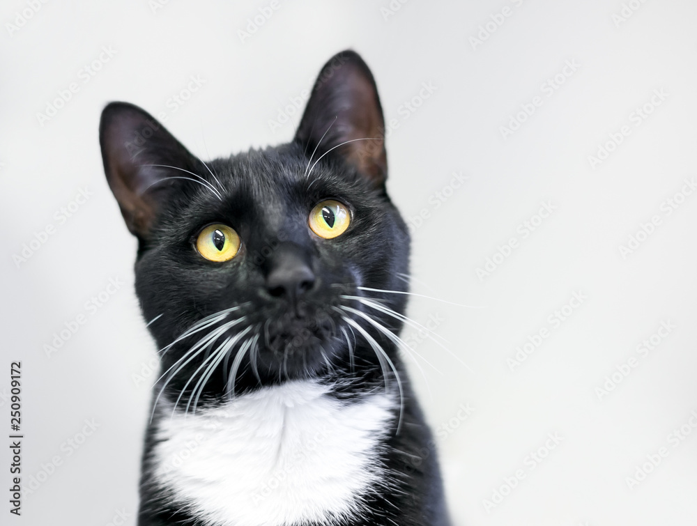 A black and white domestic shorthair cat, or Tuxedo cat, with bright yellow eyes