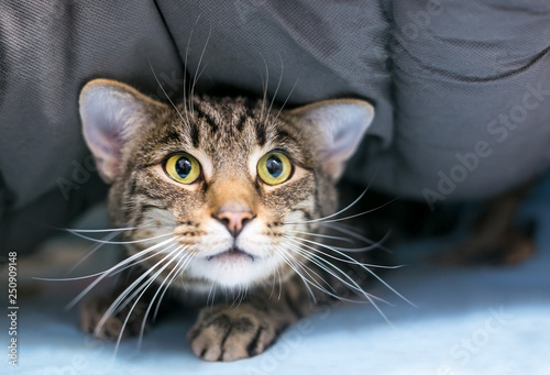 Photography A timid domestic shorthair tabby cat hiding under a blanket