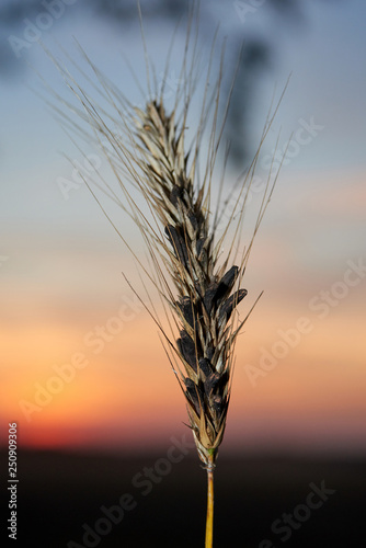 toxic ergot affected wheat photo