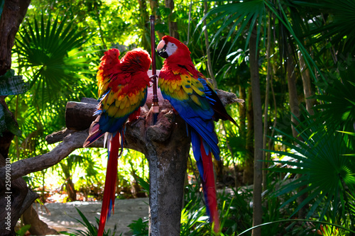 The red-and-green macaw (Ara chloropterus), also known as the green-winged macaw in Mexico
