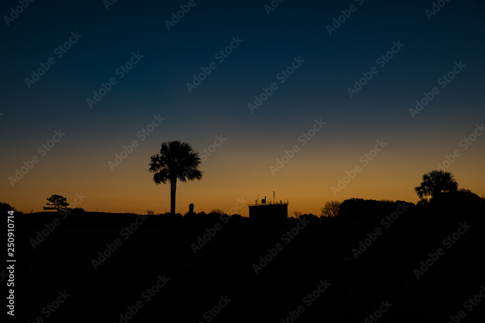 Sunrise palm tree