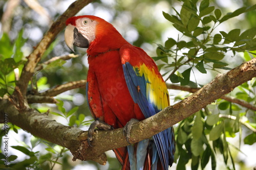 Red Macaw Parrot Close Up photo