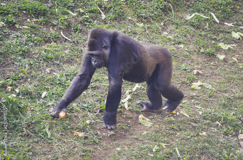  Nice portrait of a lowland gorilla. Animal