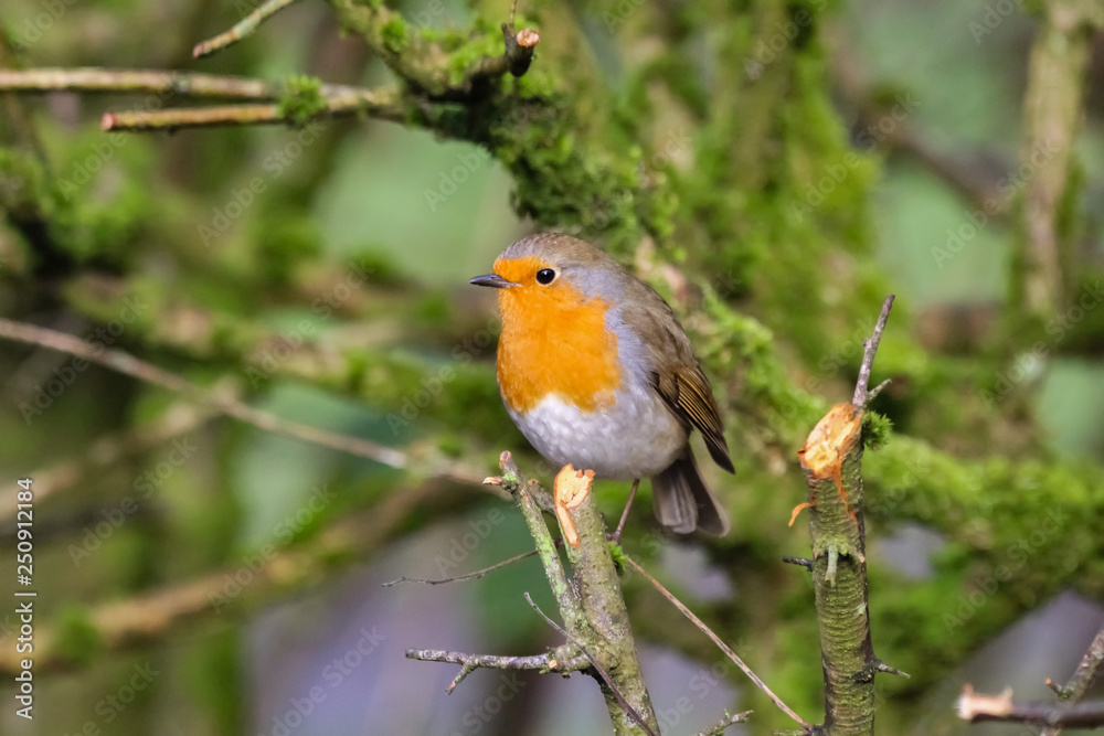 Fototapeta premium robin