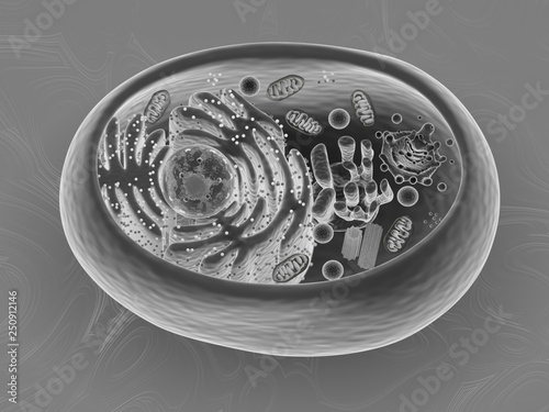 Animal cell, 3d rendering, Scanning Electron Microscope imitation texture  Stock Illustration | Adobe Stock