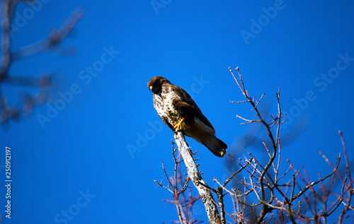 Lanner mountain falcon (Falco biarmicus)  photo