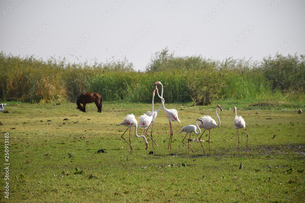 Fototapeta premium Flamingos bei der Balz