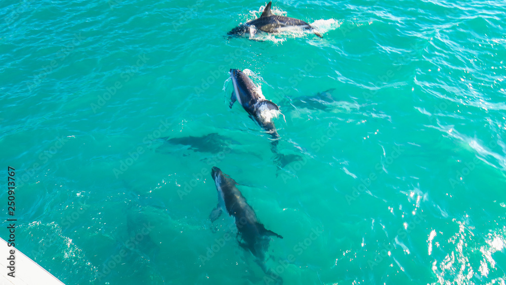 Dolphin cruise in Kaikoura,  New-Zealand