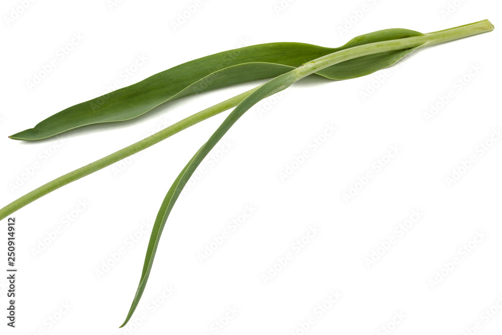 Leaf of tulip, isolated on white background Leaf of tulip, isolated on white background