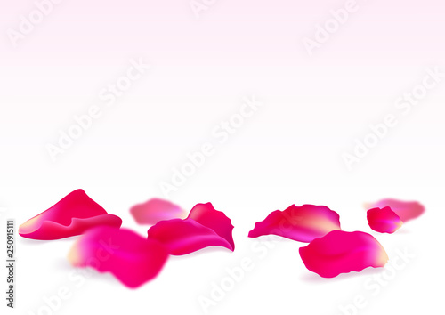 Rose petals