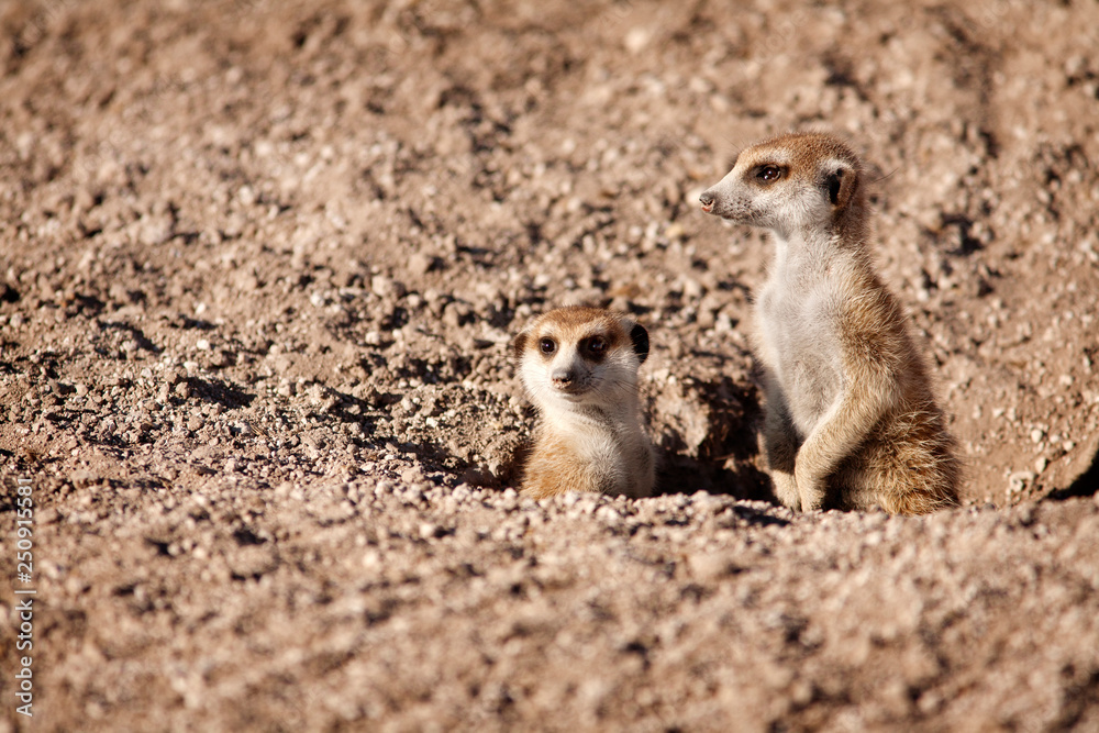 Meerkats on lookout Meerkats on lookout