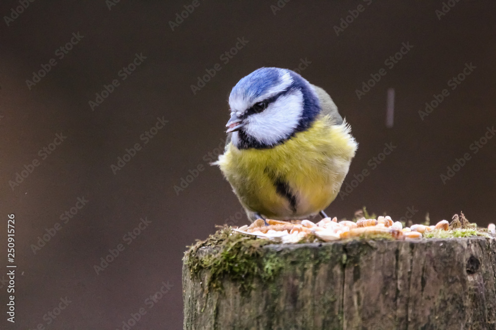 Obraz premium bluetit