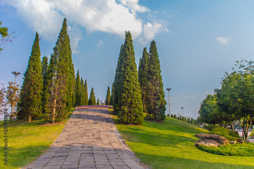 Beautiful small hill landscape with tall pine trees on green grass field and blue sky white cloud background. Juniperus chinensis pine trees on the small green hill with blue sky and white cloud.